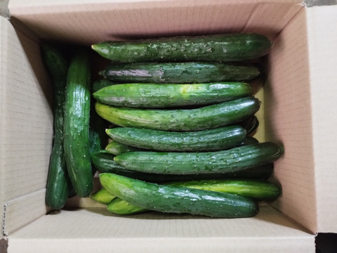 なべくら高原産マイクロキュウリ＆きゅうり詰め合わせ!（60サイズ・2kg以内）