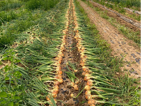 信州・甘～い！玉ねぎ（15㎏）　農薬化学肥料不使用