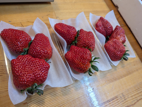 【ギフト最適】特大紅ほっぺ 200g×3p