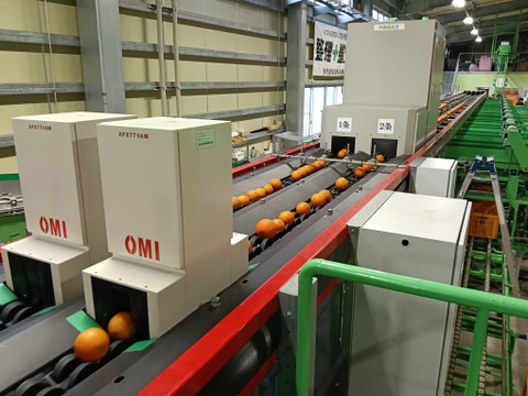 奄美完熟たんかん　贈答化粧箱　（秀品・糖度１１度以上）8個
（光センサー選別 ２Ｌ～Ｌ）