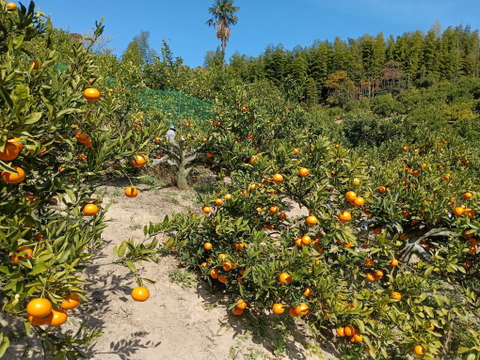 甘くて美味しい 石地みかん ３級品 10kg