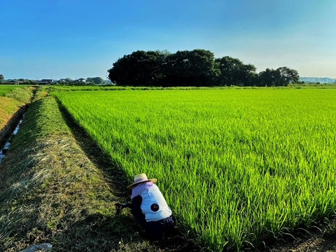自然栽培米「宇米ーうまいー」　大分県宇佐市産ヒノヒカリ白米５㎏