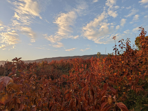 濃厚な甘さ＊プレミアムあんぽ柿＊6個入・のし対応