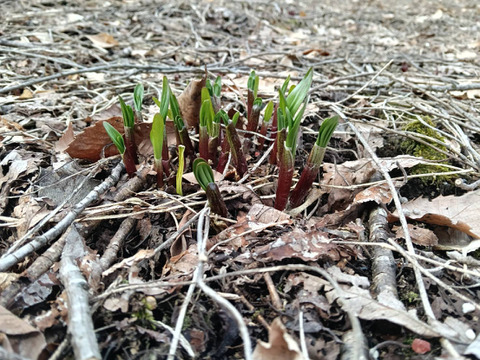 ！4月16,17,20日発送分！【2026年優先予約】！優先発送！太い行者にんにく2kg　「やわらか若葉」幻の山菜