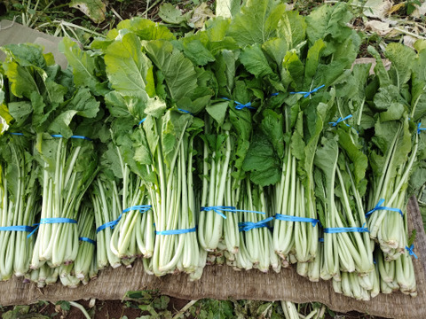 【雪下野沢菜】発祥の地域産、大量10kg