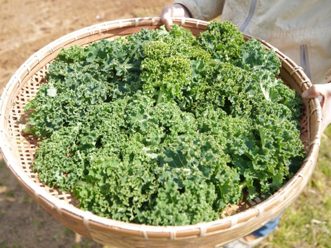 【淡路島産】冬ギフト_旬の冬野菜セット！ 6~7種詰め合わせ