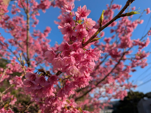 奄美完熟たんかん　光センサー選別（秀品・糖度１１度以上）１０㎏（２Ｌ～Ｌ）