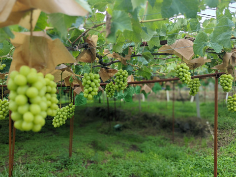 完熟つぶつぶシャインマスカット500g×2袋（合計1㎏）※信州の環境にやさしい農産物（長野県認証）