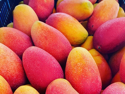 食感！コク！糖度！最高品質！完熟マンゴー🥭マンゴーを限定100セット350g×2個

予約受付中