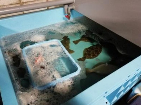 【アワード受賞福袋】
『不動丸幸運福袋』九十九里の海の幸　蛤もヒラメも楽しめる幸せセット