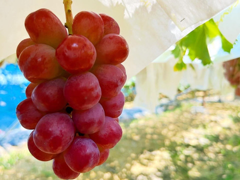 【福袋2025】彩りセット　ぶどう2品種＋粒カップアソート入り