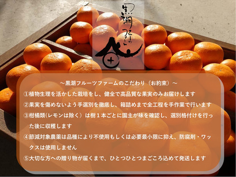 【濃い甘！自慢の濃厚冬みかん】コイコク（恋い告）2ｋｇ（箱込み）　【冬ギフト】【熨斗対応可】