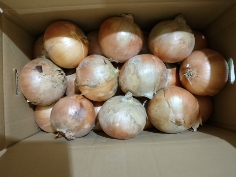 ※数量限定　納豆菌栽培　淡路島玉ねぎ　大玉１0ｋｇ