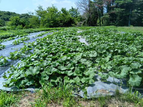 高原で育った甘いかぼちゃ５ｋｇ