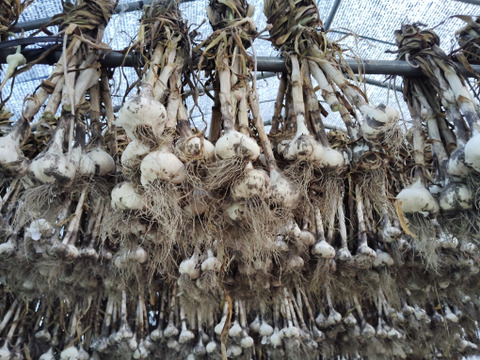 青森県十和田市産　天日干しにんにくも入ります　「おひさま便！野菜セット」