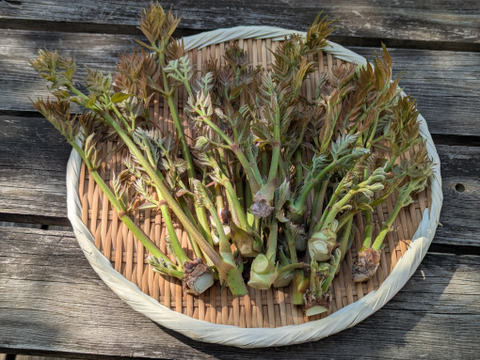 【天ぷらサイコー】山ウドの新芽とタラの芽の新葉