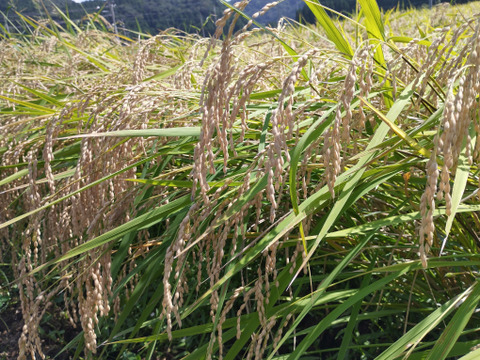 【新米】7年産 ひとめぼれ 玄米10キロ 柿渋袋 宮城県栗原市産