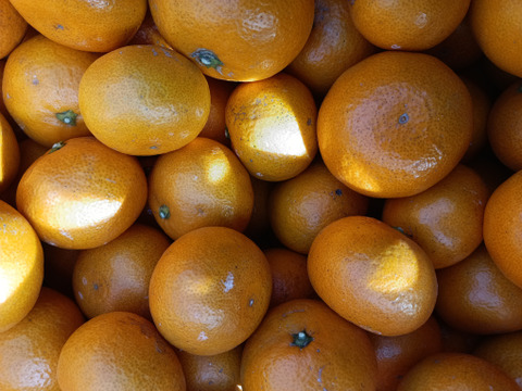 甘くて美味しい 石地みかん ３級品 10kg