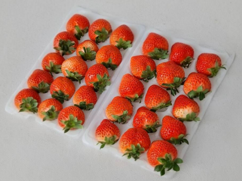 【軽井沢産・希少いちご】桃薫（とうくん）250g前後×2P｜白桃のような香り漂う冬限定フルーツ苺