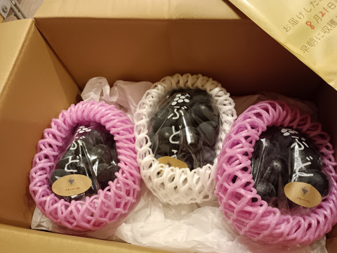 家庭用】ナガノパープル 1kg/2~3房：長野県産のナガノパープル｜食べ