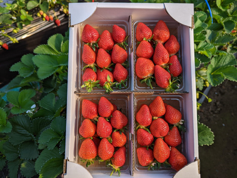 【幻の品種】【予約商品】「おとめ心」完熟いちご ご家庭用Lサイズ1.2kg