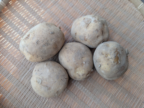 《規格外》５KG  品種ニシユタカ 五島列島産 自然農業での栽培