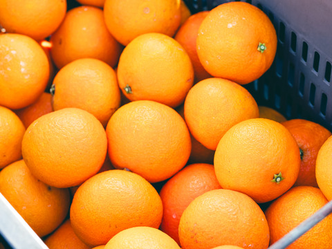 プルップルのゼリー食感【EHIME UWAJIMA〈コル’マドンナ〉】 -Aセレクション（家庭用）-約2.4kg×2箱（合計4.8kg）