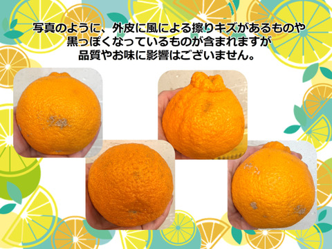 【アワード受賞】完熟！不知火 (しらぬい) 6玉 サイズ混合 仲屋 海瀬農園