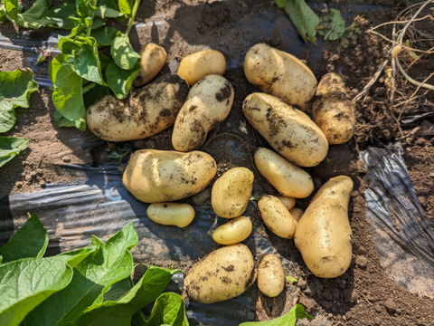 農薬化学肥料不使用！しっとり＆ホクホク！じゃがいも『メークイン』4kg（サイズ無選別）