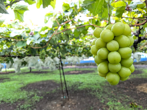 甘くてスッキリ【長野県産 シャインマスカット】900g～1kg