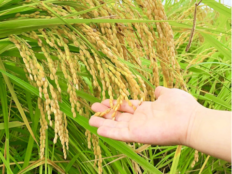 令和7年新米】鳥取県　つむぎfarm 星空舞　 白米 9kg