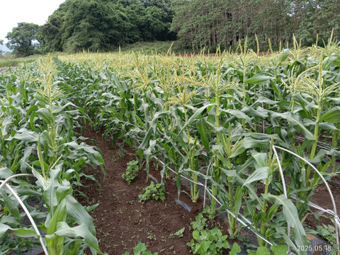 【朝どり】ヤングコーン⭐『品種はプラチナコーン』⭐茨城県産　６０サイズ箱込み（約２kg）