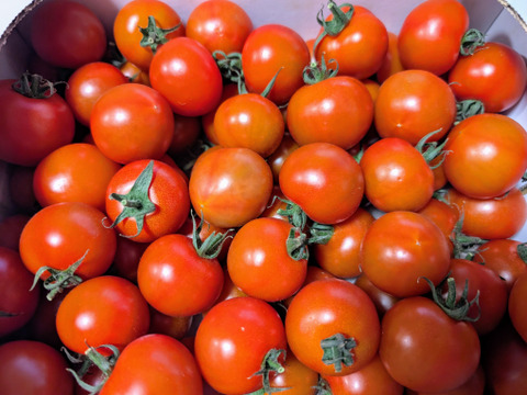 クール発送【Z1.8】皮が薄くジューシーな中玉フルーツトマト　ゼッピン娘(華おとめ)　1.8kg