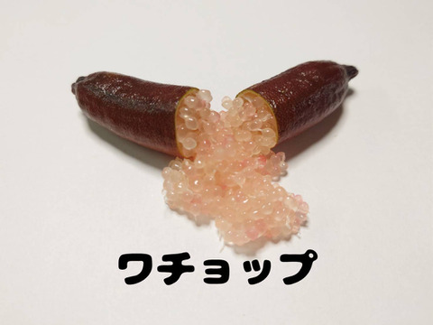 フィンガーライム3種お試しセット③（3〜4本）50g：長野県産のみかん