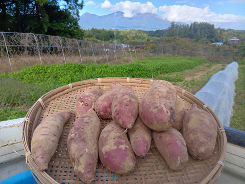 高原で育ったさつまいも《べにはるか》５ｋｇ