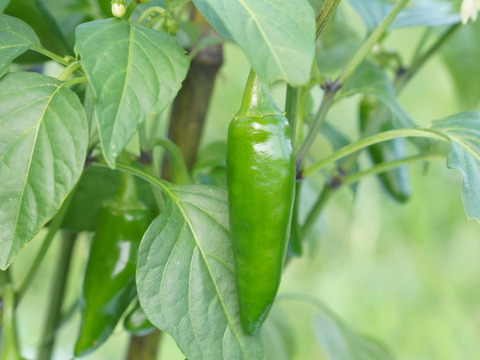 【淡路島産】夏ギフト_新鮮夏野菜をお届け！6~7種詰め合わせ(送料込）