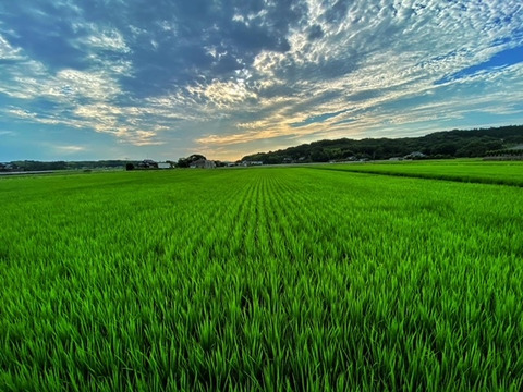 自然栽培米「宇米ーうまいー」　大分県宇佐市産ヒノヒカリ玄米５㎏