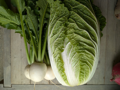 京の旬野菜セット--9種--【漢方栽培】