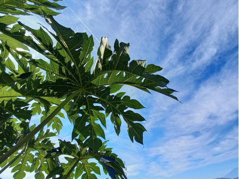 【健康気遣うあなたへ】"パパイヤの実　2kg（3~6個）& "パパイヤの葉っぱ　2枚"〜なんだこの木は？〜（天日干し出来る方限定 ）from 名水の里　神奈川県秦野市