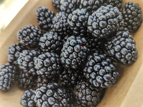 【生食】2025年産ブルーベリーとブラックベリーの贅沢セット（500g）