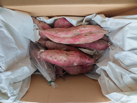 【通年完全農薬不使用】信州八ヶ岳山麓産　紅あずまさつまいも 5kg