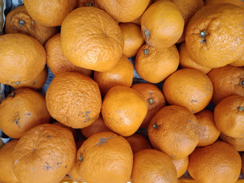 広島産柑橘はるみ　訳あり品　プチプチ弾ける食感　5kg　おまけ付き