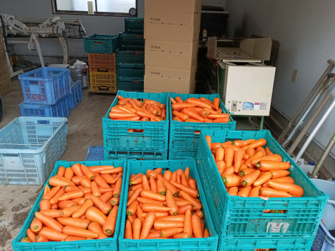 とっても甘い！向陽２号にんじん10kg
