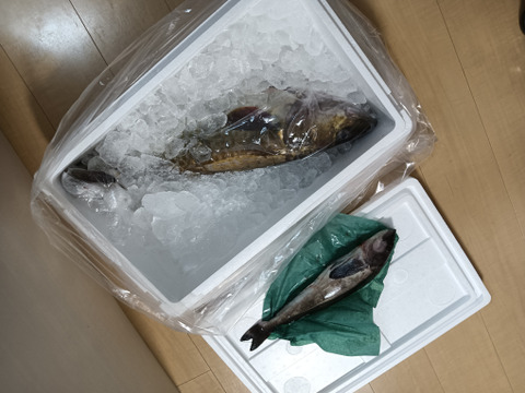 【福袋】中サイズ 白子たっぷり マダラ オス オマケひとつ付き たちポン タチ天等