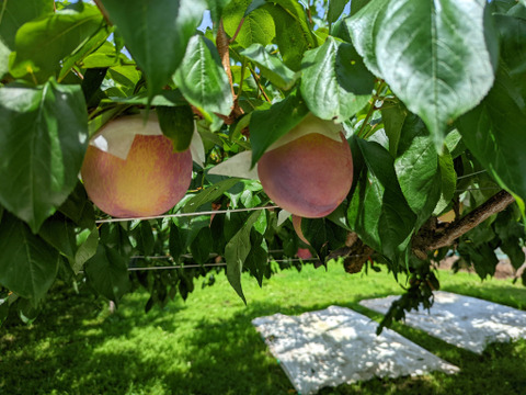 【先行予約受付中】★7月中旬発30名様限定品★（山梨県産 サマ－エンジェル ）