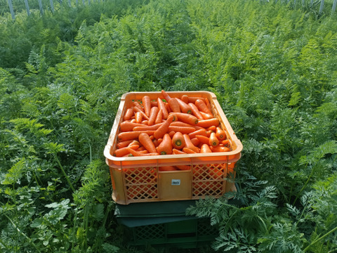 【有機JAS認証取得】冬が旬！あま～い有機にんじん8袋入り