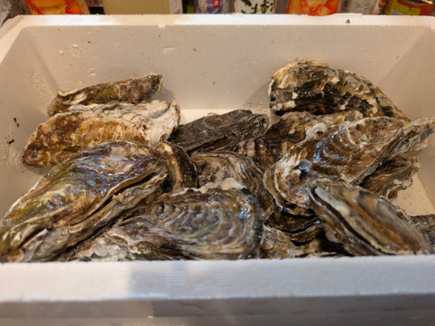 【期間限定10％OFF中】生食用２ｋｇ 殻付き 牡蠣 （14~30粒）牡蠣 殻付き牡蛎 牡蛎 kaki かき カキ 松島牡蠣屋 BBQに貝類 海産物 オイスターoyster