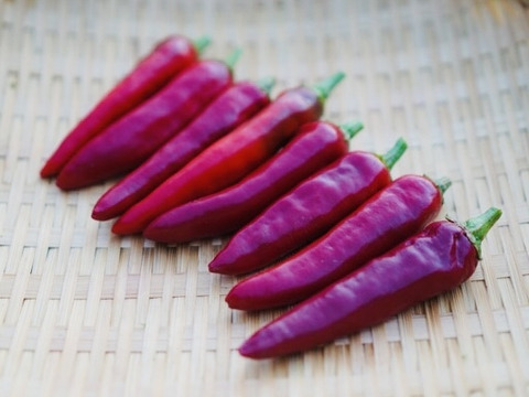 今しかない！　生の韓国唐辛子(100g)　辛味が少なく、甘味・うまみが豊か！　農薬・化学肥料不使用
