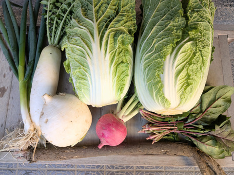 【限定】京のお正月お野菜セット【 漢方栽培】