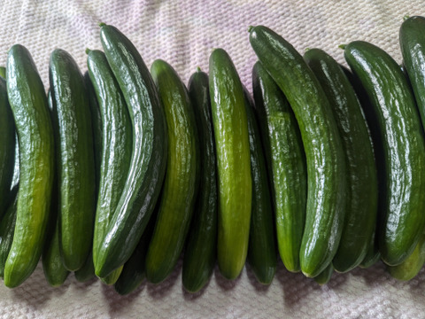 生でパリパリ！朝採りきゅうり 2kg プラス1：青森県産のその他